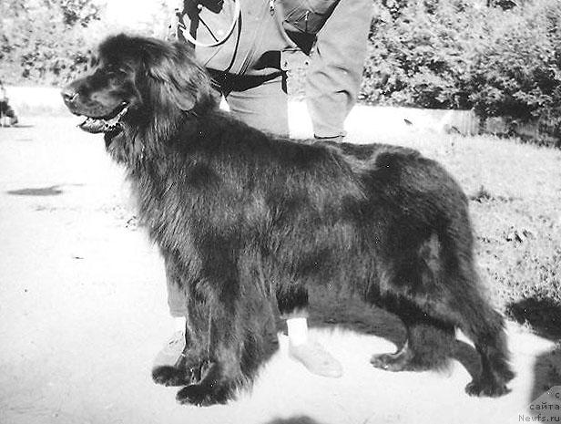 Фото: ньюфаундленд Klyevye Lesya A Adbess Al'ter YEgo (Клэвэ Леся А Адбесс Альтер Эго)