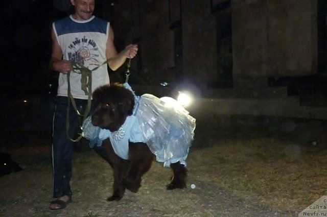 Фото: ньюфаундленд Funnewf Gospozha Udacha (Фанньюф Госпожа Удача), Витя Малинин