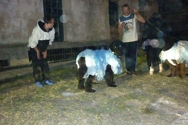 Фото: ньюфаундленд Funnewf Uletnaya Devchenka (Фанньюф Улетная Девчонка), Ol'ga Braslavskaya (Ольга Браславская)