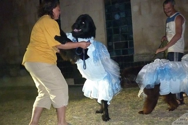 Фото: ньюфаундленд Tselogo Mira Malo iz Arkaima (Целого Мира Мало из Аркаима), Anna Kovalyova (Анна Ковалёва)