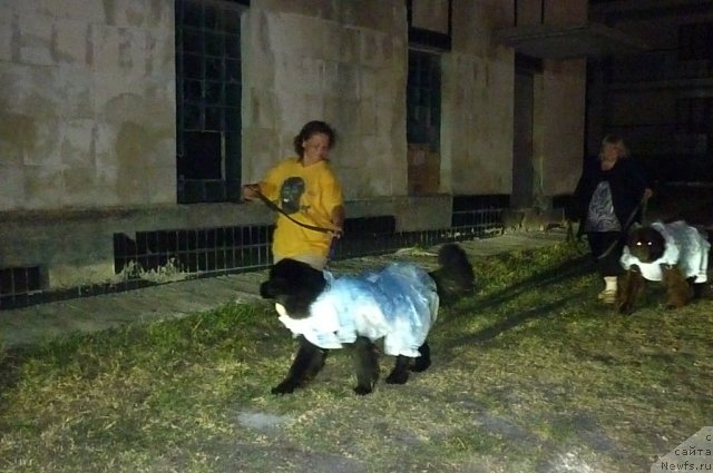 Фото: ньюфаундленд Tselogo Mira Malo iz Arkaima (Целого Мира Мало из Аркаима), ньюфаундленд Smigar Rishel Lady Fortuna (Смигар Ришель Леди Фортуна), Anna Kovalyova (Анна Ковалёва), [[p1266]