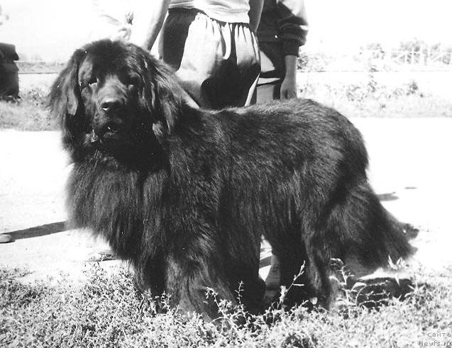 Фото: ньюфаундленд Kristofer A Adbes Al'ter YEgo (Кристофер А Адбес Альтер Эго)
