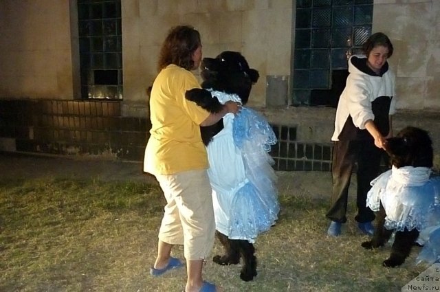 Фото: ньюфаундленд Tselogo Mira Malo iz Arkaima (Целого Мира Мало из Аркаима), ньюфаундленд Funnewf Uletnaya Devchenka (Фанньюф Улетная Девчонка), [p575][p1115]