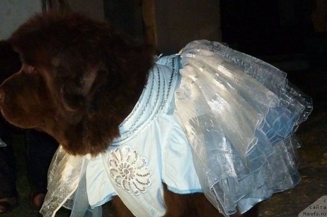 Фото: ньюфаундленд Funnewf Gospozha Udacha (Фанньюф Госпожа Удача)