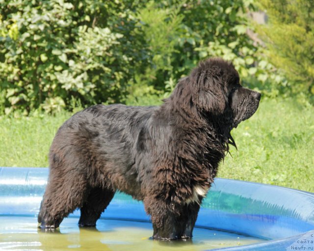 Фото: ньюфаундленд Urgant s Berega Dona (Ургант с Берега Дона)