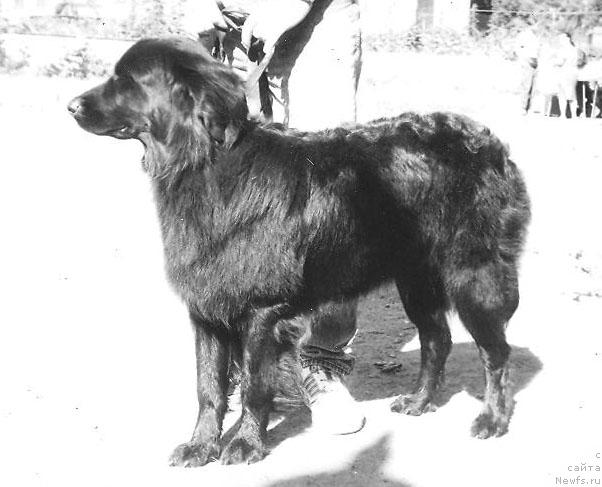 Фото: ньюфаундленд Gella Viktoriya Geko (Гелла Виктория Геко)