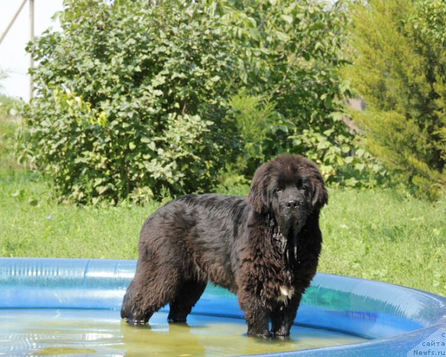 Фото: ньюфаундленд Urgant s Berega Dona (Ургант с Берега Дона)