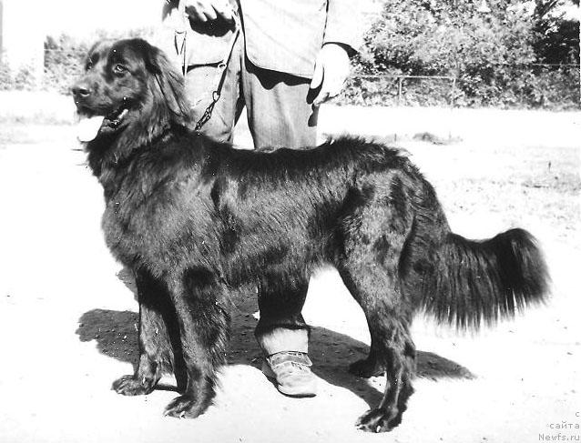 Фото: ньюфаундленд YEmira Bedji YAn (Эмира Беджи Ян)