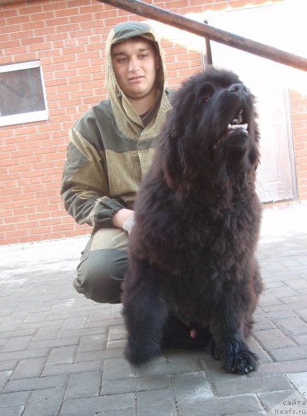 Фото: ньюфаундленд N'yufort Blesk Domino (Ньюфорт Блеск Домино)