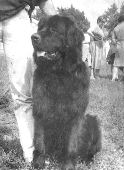 Фото: ньюфаундленд YEl'bor (Эльбор)