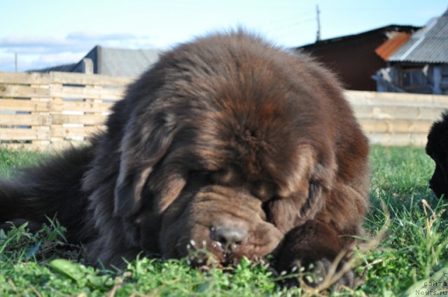 Фото: ньюфаундленд Super Premium Brabus (Супер Премиум Брабус)