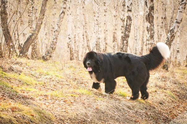 Фото: ньюфаундленд Mag Ispolin Lavina (Маг Исполин Лавина)