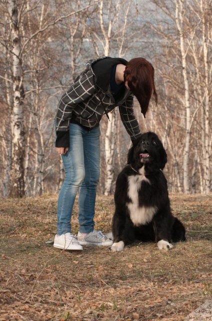 Фото: ньюфаундленд Mag Ispolin Lavina (Маг Исполин Лавина)