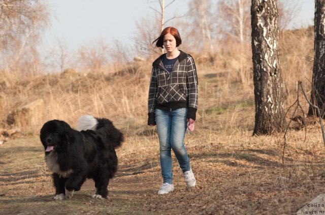 Фото: ньюфаундленд Mag Ispolin Lavina (Маг Исполин Лавина)