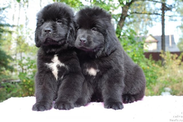 Фотография № 78626