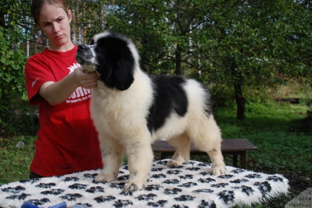 Фото: ньюфаундленд Fluffy Avalanche Satisfaction of My Ambitions (Флюфи Аваланч Сатисфастион оф Май Амбитионс)