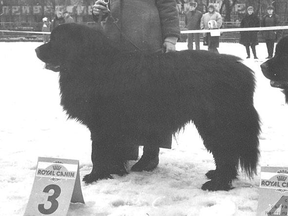 Фото: ньюфаундленд Vest Robin Zeyar (Вест Робин Зеяр)