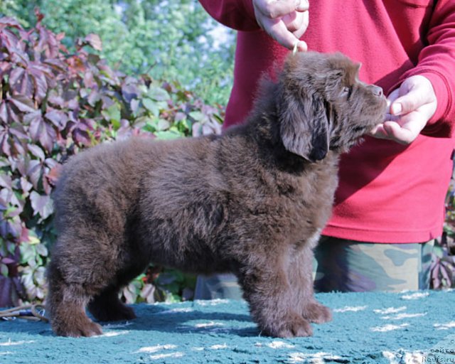 Фото: ньюфаундленд Fartovaya Fishka s Berega Dona (Фартовая Фишка с Берега Дона)