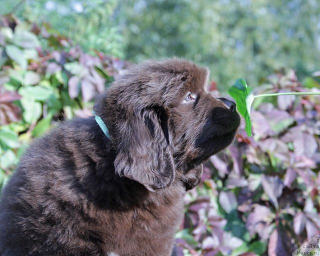Фото: ньюфаундленд Fartovaya Fishka s Berega Dona (Фартовая Фишка с Берега Дона)