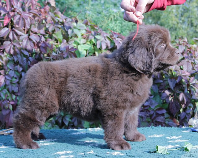Фото: ньюфаундленд Feerichnaja Fortunatussi s Berega Dona (Фееричная Фортунатусси с Берега Дона)