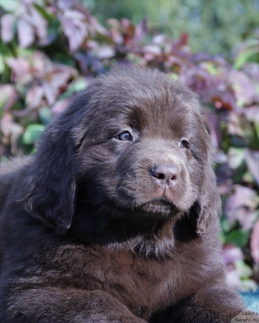 Фото: ньюфаундленд Feerichnaja Fortunatussi s Berega Dona (Фееричная Фортунатусси с Берега Дона)