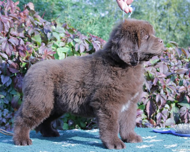 Фото: ньюфаундленд Fantasticheskaya Feya s Berega Dona (Фантастическая Фея с Берега Дона)