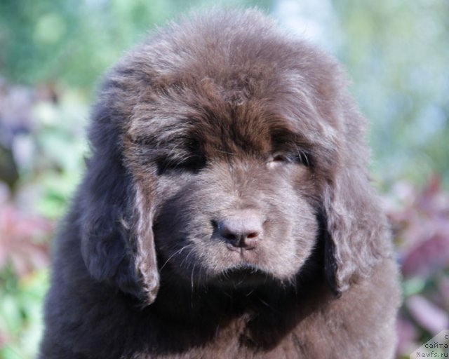 Фото: ньюфаундленд Fantasticheskaya Feya s Berega Dona (Фантастическая Фея с Берега Дона)