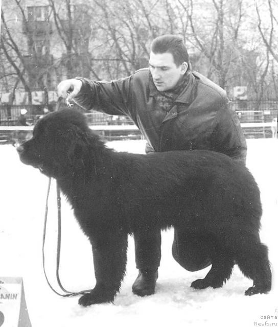 Фото: ньюфаундленд Newf Sound's Kieth the Kind