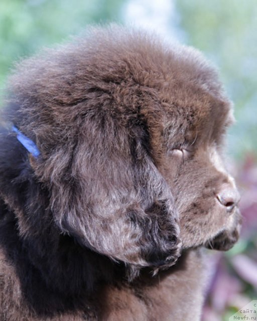 Фото: ньюфаундленд Fantasticheskaya Feya s Berega Dona (Фантастическая Фея с Берега Дона)