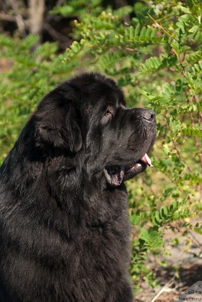 Фотография № 78643