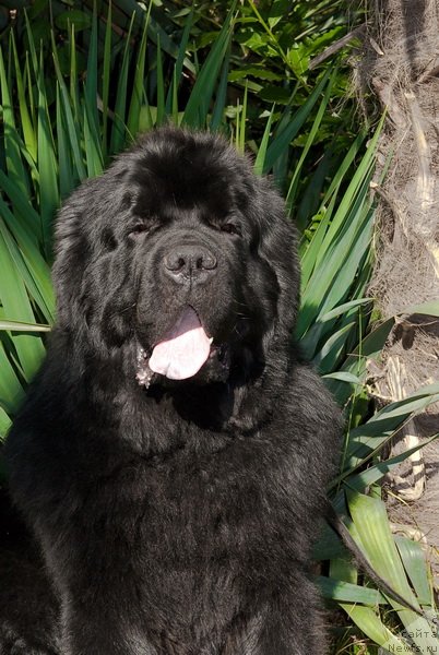 Фотография № 78645