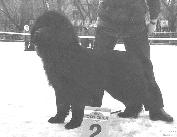 Фото: ньюфаундленд Centavr Mon iz Zolotogo Treugol'nika (Центавр Мон из Золотого Треугольника)