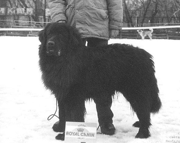 Фото: ньюфаундленд Irvin Diger (Ирвин Дигер)