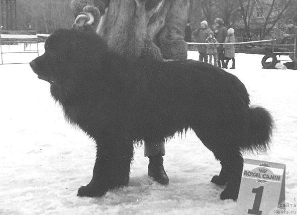 Фото: ньюфаундленд Nils Allor (Нильс Аллор)