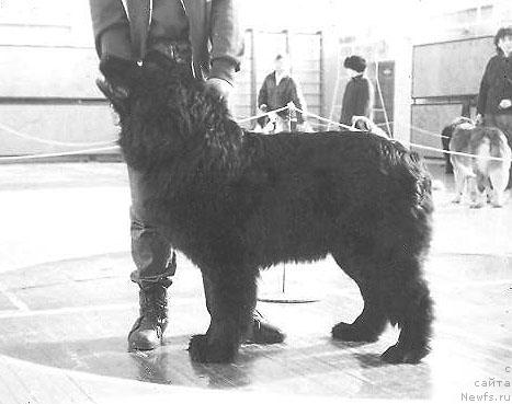 Фото: ньюфаундленд Roc Guar vye Djolli Rodjer (Роц Гуар вэ Джолли Роджер)