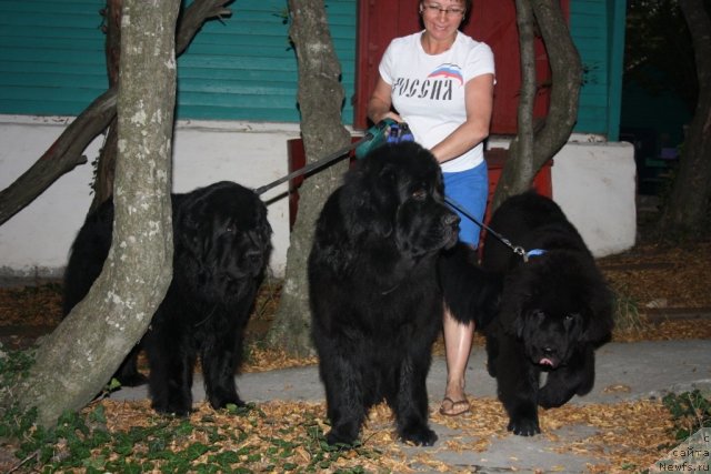 Фото: Elena Kuz'mina (Елена Кузьмина), ньюфаундленд Fortuna of Giant's Island, ньюфаундленд Gloriya Grand Blek (Глория Гранд Блек), ньюфаундленд Beguschaya po Volnam Zero Kool (Бегущая по Волнам Зеро Коол)