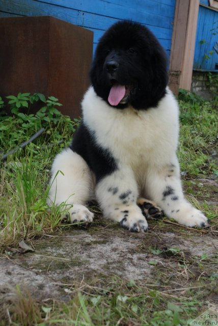 Фото: ньюфаундленд Pitern'yuf In It To Vin It (Питерньюф Ин Ит То Вин Ит)