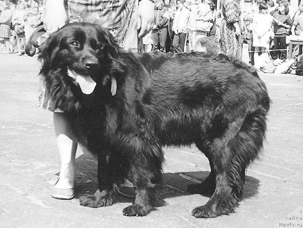 Фото: ньюфаундленд Radmila Janess (Радмила Жанесс)