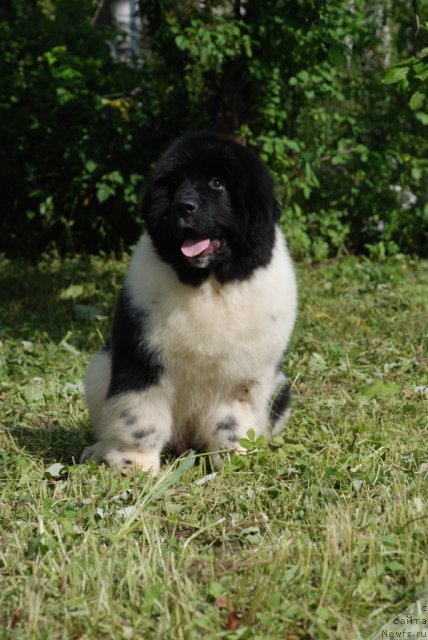 Фото: ньюфаундленд Pitern'yuf In It To Vin It (Питерньюф Ин Ит То Вин Ит)