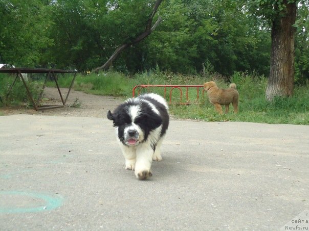 Фото: сынок Лавины и Дуенде (2 месяца)