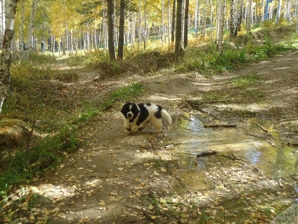 Фото: сынок Лавины и Дуенде
