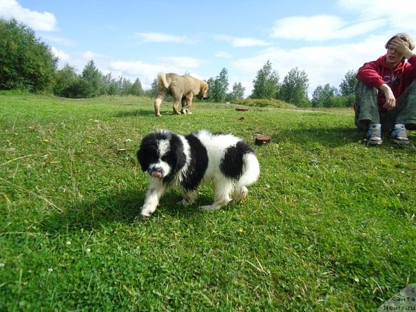 Фото: сыночек ЛАвины и Дуенде