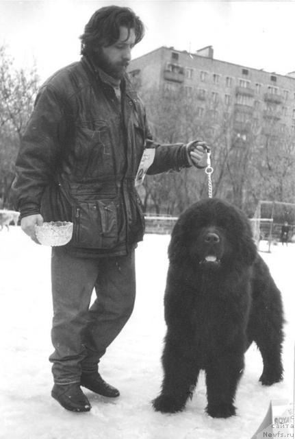 Фото: ньюфаундленд Great-Mack's Cosmos of Glenn