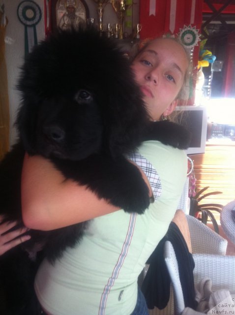 Фото: ньюфаундленд Love Me Tender Midnight Bear