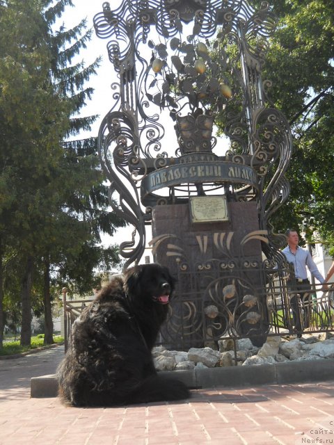 Фото: ньюфаундленд Ol'bar de Zor Idiliya (Ольбар де Зор Идилия)