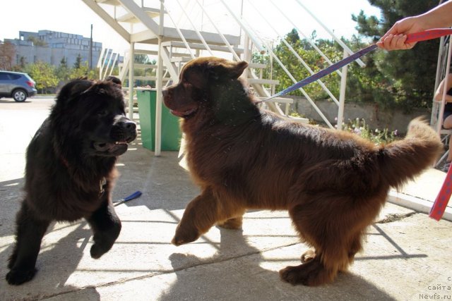 Фотография № 78730