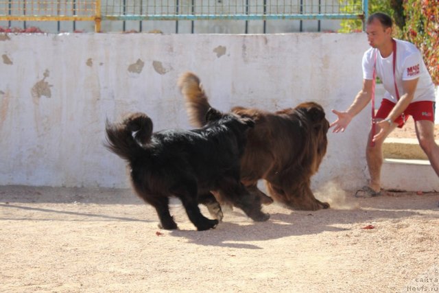 Фотография № 78731