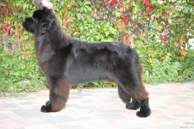 Фото: ньюфаундленд Sent Djons Handsel for Me (Сент Джонс Хендсел фо Ми)