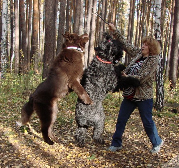 Фото: ньюфаундленд Obush SHed YAntarnyiy Poceluy (Обуш Шед Янтарный Поцелуй), черный терьер Блек Росси Феодора, Svetlana Panchenko (Светлана Панченко)