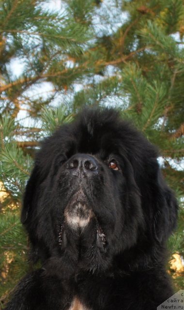 Фотография № 78754